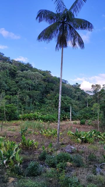 palmito do sitio