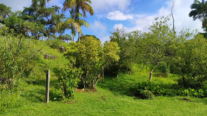POMAR E PALMEIRAS LINDAS