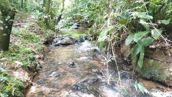 RIACHO E BOSQUE