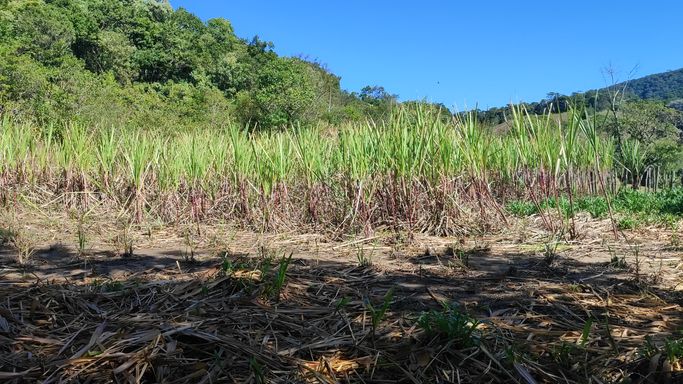 CANA DE ACUCAR PLANTADAS