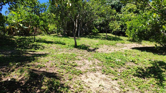 POMR COM MUITAS FRUUTIFERAS