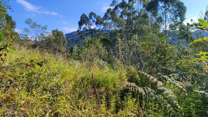 LINDA VISTA