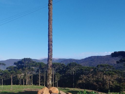 QUE LINDA ARAUCÁRIA