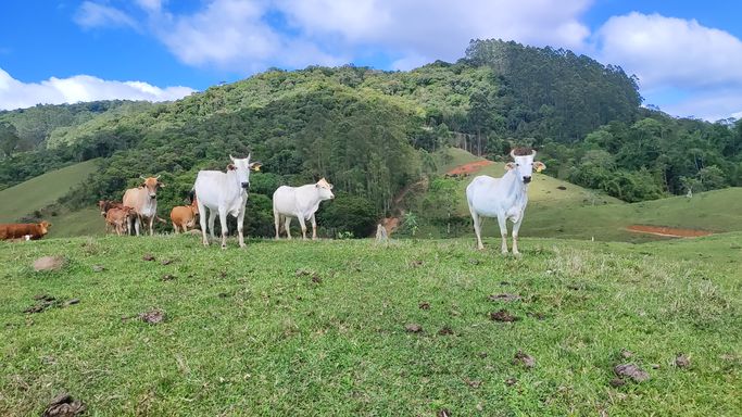 PASTAGEM E VACAS