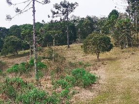 ARAUCARIAS EPASTAGEM LINDAS