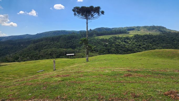 PASTAGEM E ARAUCARIA