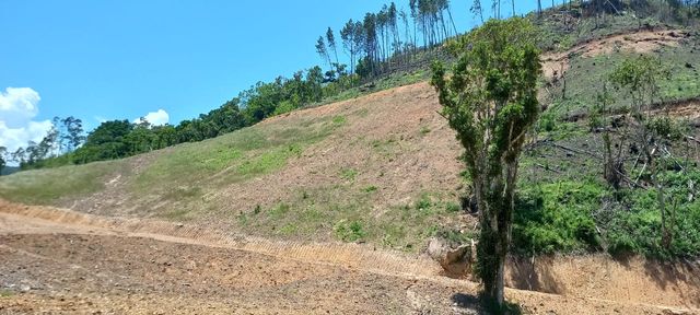 TERRA PARA PLANTAR FRUTAS