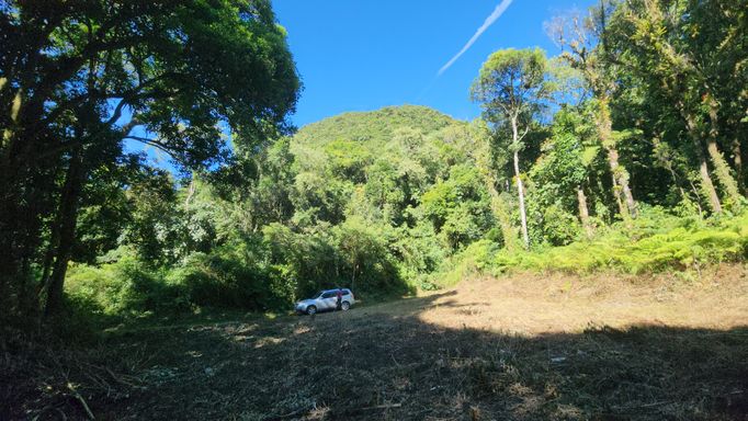 PLATO E LINDAS ARVORES