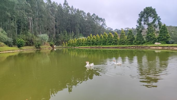 LAGII, GANSO E PINHEIROS AO FUNDO