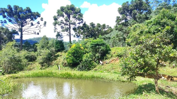 ACUDE A ARAUCARIAS PRODUZINDO