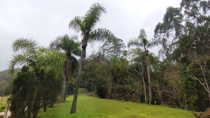 LINDOS COQUEIROS