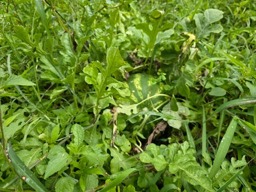 Plantação de melancia