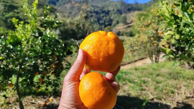 LARANJA E POMAR