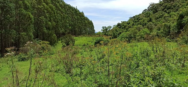 PASTO E EUCALIPTOS