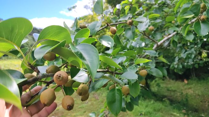 PE DE PERIRA COM FRUTOS