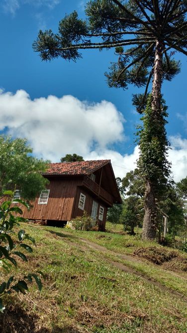 CHALE E ARAUCARIA