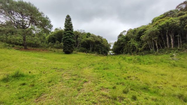 ENTRADA DO TERRENO CERCADO PELO VERDE E A FLORESTA