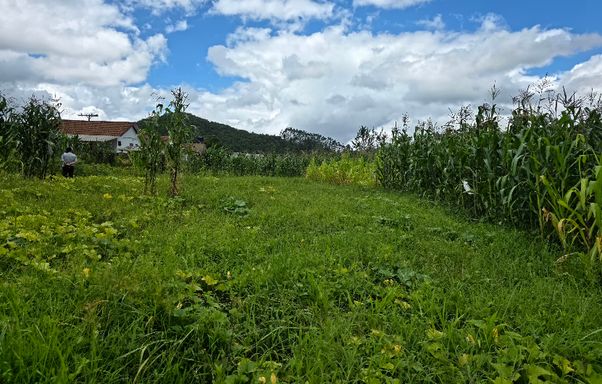 Area plana com plantação de abobora e milho