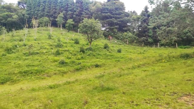 PASTAGEM E FRUTIFERASPENA DA GRALHA AZUL