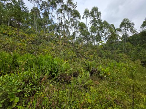 Colina com eucalipto