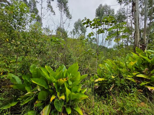 Area de colina com vegetação baixa