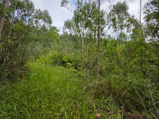 Estrada dentro do sitio
