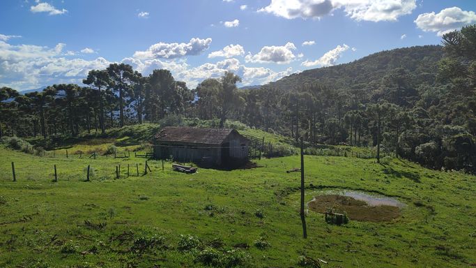 PASTAGEM E LINDAS ARAUCARIAS