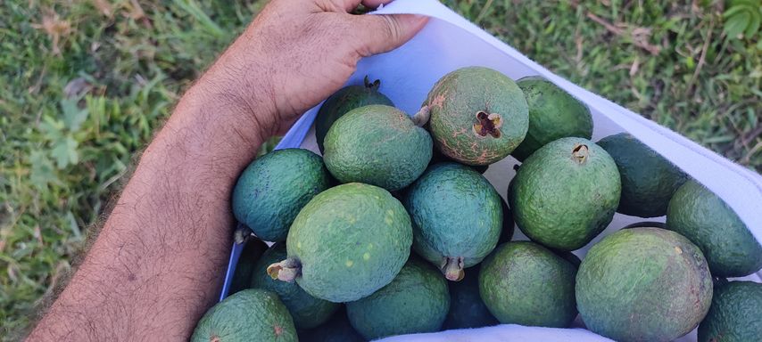 GOIABA SERRANA