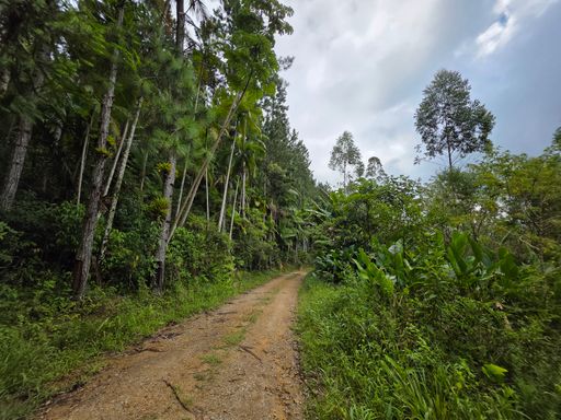Estrada dentro do sitio
