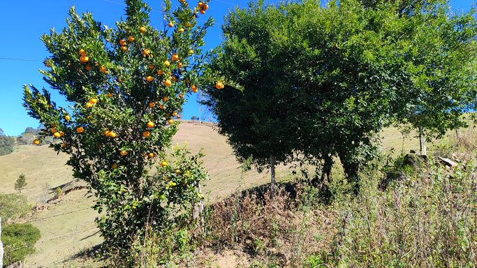 POMAR COM LARANJEIRAS PRODUZINDO