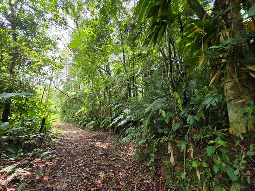 Estrada dentro do cultivo de palmito
