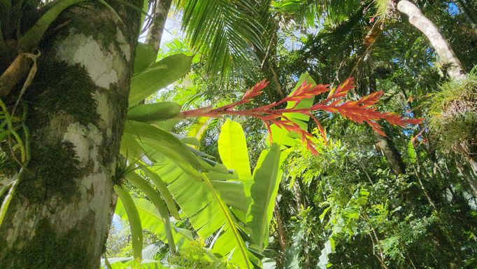 LINDA BROMRLIA NA ARVORE DO TERRENO