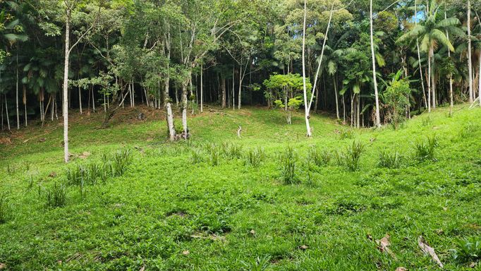 GRAMADO E BOSQUE DO TERRENO
