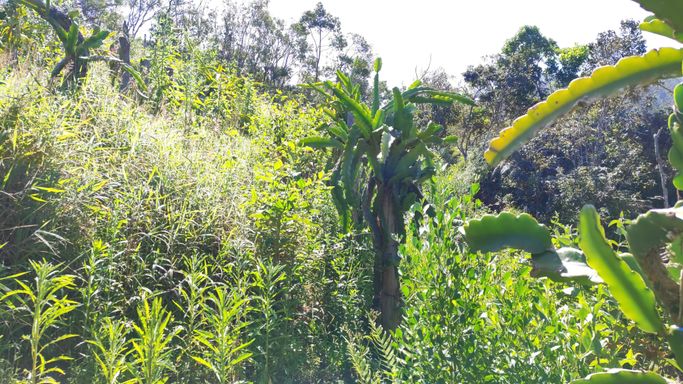 PLANTAÇAO DE PITAIAS