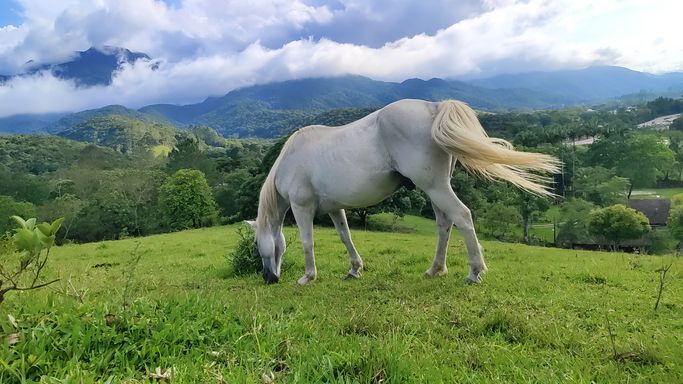 LINDO CAVALO E MONTANHAS