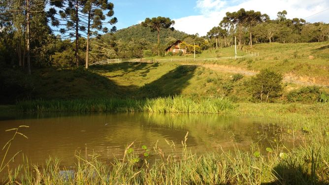 ACUDE E ARAUCARIA