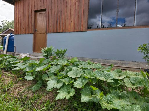 Plantação de abobora ao lado da casa secundaria