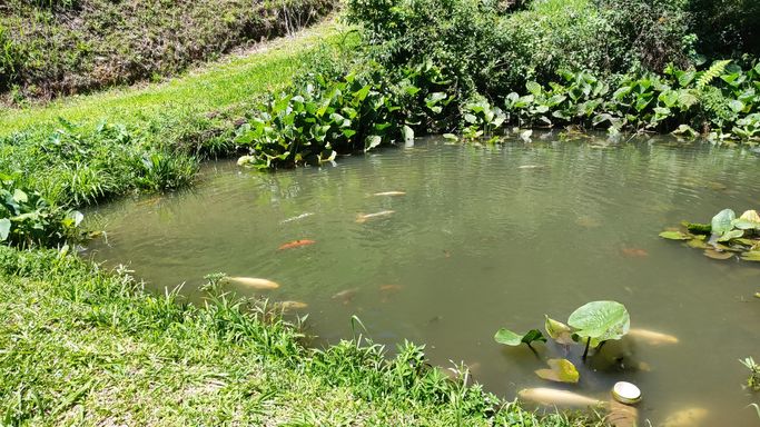 Açude com muitos peixes