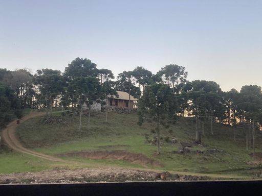 PASTAGEM E ARAUCARIAS