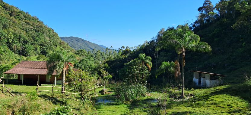 Casa pastagem, coqueiro e estábulo com boi