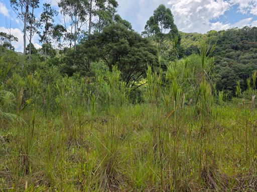Seginda Área plana para construcao um pouco mais alta que a primeira coberta por pequena vegetacao