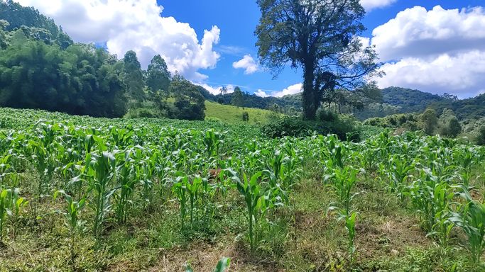 MILHO PLANTADO