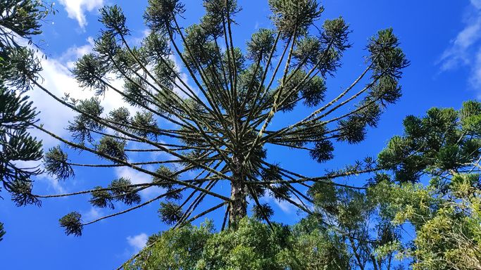 LINDA ARAUCARIA