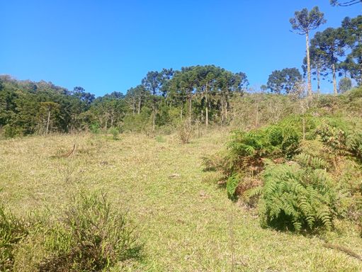 PASTO E ARAUCÁRIAS