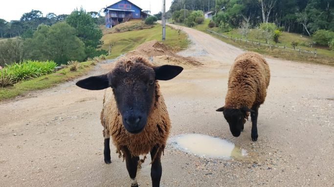 OVELHAS NO CONDOMÍNIO