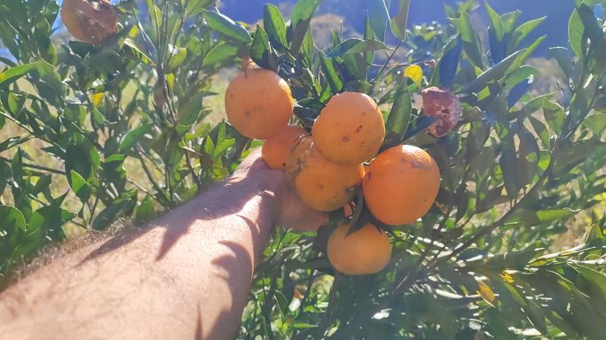 LARANJA BERGAMOTAS