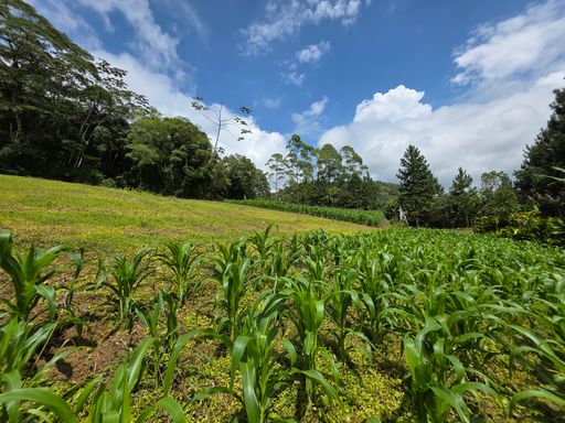 Area plana com cultivo de milho