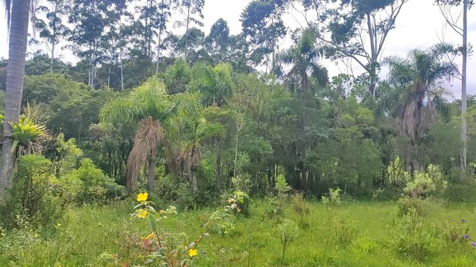 COQUEIRO E NATUREZA