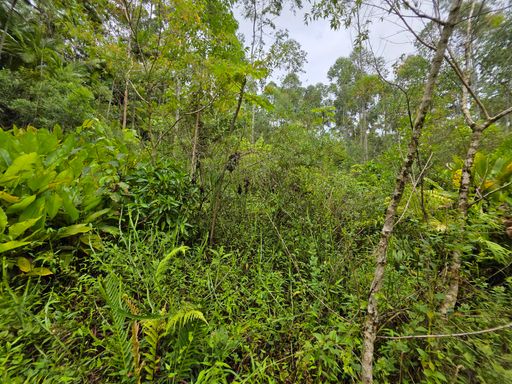 Area com vegetação baixa