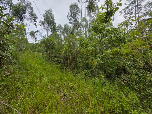 Estrada dentro da propriedade